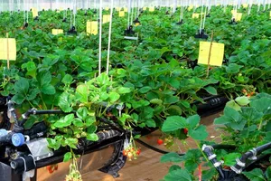 Bãi bỏ hàng loạt điều kiện kinh doanh trong lĩnh vực nông nghiệp và môi trường