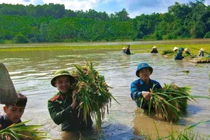 Các lực lượng khẩn trương ứng phó cơn bão số 11