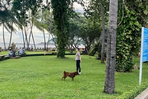 TPHCM: Chủ nuôi chó, mèo bắt buộc khai báo với chính quyền địa phương 