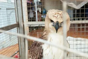 Chim Ó cá nguy cấp, quý hiếm được cứu nhờ hai học sinh ở Đồng Nai