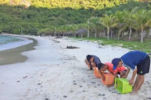 Hơn 1.500 trứng rùa Côn Đảo ấp nở thành công tại Cù Lao Chàm