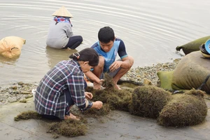 Mưu sinh giữa mùa dịch