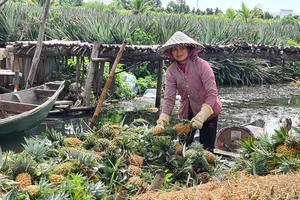 Nỗ lực tiêu thụ khóm chín trong vùng Đồng Tháp Mười