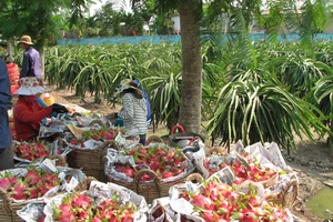 ĐBSCL: Thanh long tăng giá, nông dân không còn nhiều để bán