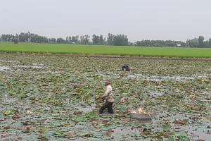 Trồng sen 3 tháng, lấy ngó vài năm