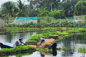 Trồng rau trên mặt nước