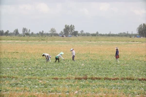 Hỗ trợ người dân trồng rau màu và cây ăn trái trong mùa mưa