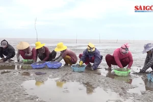 Tiền Giang: Nghề nuôi nghêu đạt chứng nhận quốc tế ASC