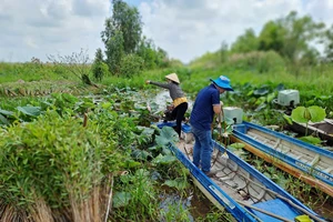  Long An: Tích cực phục hồi 17ha rừng ở Khu bảo tồn Đất ngập nước Láng Sen