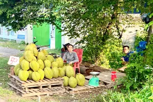 Khó xuất khẩu, nông dân ĐBSCL ồ ạt chở sầu riêng ra đường bán rẻ, cắt lỗ