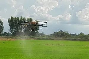 Nhiều loại dịch hại tấn công lúa thu đông 