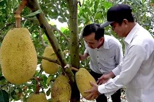 Đồng Tháp: Giá mít giảm sâu, nông dân lo lắng