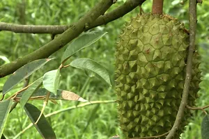 Đồng Tháp: Xuất hiện nấm gây bệnh khiến cây sầu riêng chết dần