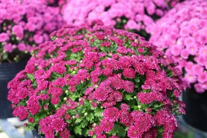 Festival Hoa – Kiểng Sa Đéc 2025: Tôn vinh nghề hoa kiểng trăm năm