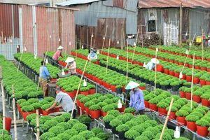 Nhộn nhịp Làng hoa Sa Đéc 