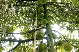 Tham gia hợp tác xã giúp nông dân trồng sầu riêng Đồng Tháp ổn định đầu ra