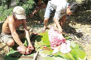 Ngay sau khi Báo SGGP phản ánh thịt rừng "tắm" hóa chất, kiểm lâm Quảng Bình đã nhanh chóng vào cuộc kiềm tỏa săn bắn ĐVR trái phép.