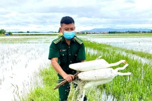 Quảng Bình: Đồng loạt tháo gỡ hàng chục ngàn bẫy chim tự nhiên