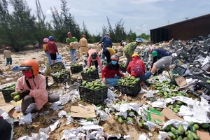 Người dân thu gom xoài giúp tài xế