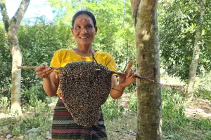 Kỳ lạ người phụ nữ 10 năm bắt tổ ong lấy mật bằng... tay không