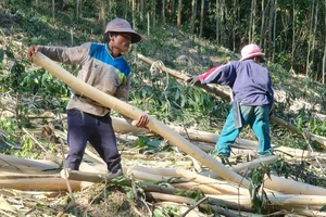 Quảng Bình: Đồng bào Vân Kiều đội nắng mưu sinh từ cây keo