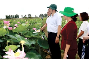 Đồng Tháp: Thành lập Hội ngành hàng sen