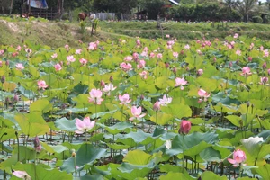 Giữa cái nắng chói chang ngày hè, sen Trà Lý nở rộ tạo nên một khung cảnh thơ mộng khiến ai cũng suýt xoa