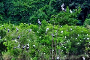 薄寮鳥類保護區的森林。圖源：互聯網