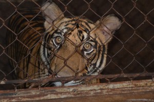 動物園收養從民戶沒收 8 隻老虎