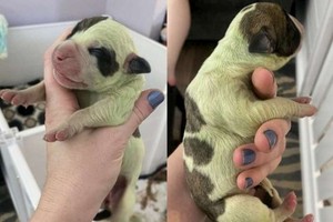 鬥牛幼犬罕現綠色毛髮