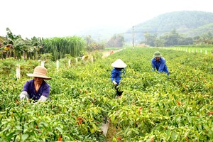 採摘辣椒。圖源：互聯網