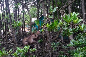 　　芹耶縣紅樹林歷史 遺跡區是本市重新開 放、試行迎接國際遊客 的九個旅遊景點之一。