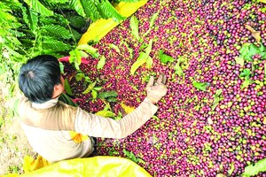 崑嵩省農民採摘咖啡。