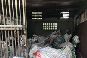 截獲用於加工成食品的 1.6 噸臭乳豬