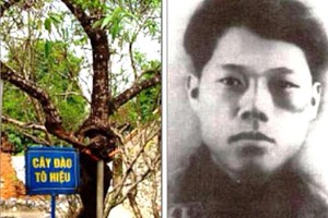 革命英雄蘇顥烈士在山羅監獄種下的桃樹。