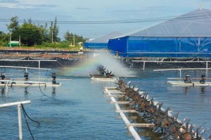 2022年蝦類產業發展。