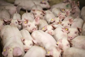 （示意圖源：互聯網）