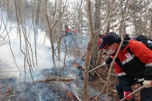 　　消防人員在蔚珍郡金剛松生態群落進行撲滅。