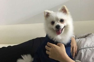 （示意圖源：互聯網）