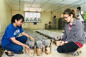 一組大學生在溫室種植長腿菇而成功創業。