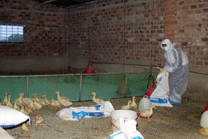 崑嵩省發現 H5N1 禽流感疫區 