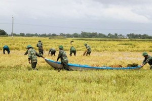 部隊協助農民收割稻米
