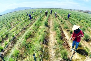 寧順人民種植綠蘆筍。