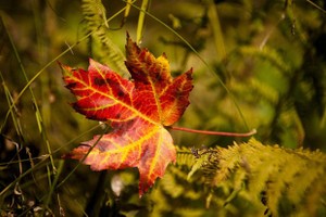 情逝（之三）失落的夢