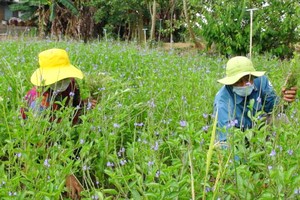 為了讓草藥良好地發展，農民須經常拔除雜草。