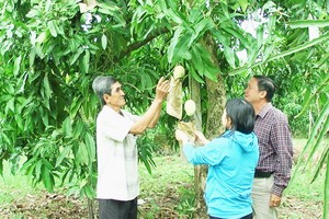 同塔省芒果種植面積約1萬3000公頃，產量近11萬3000噸。