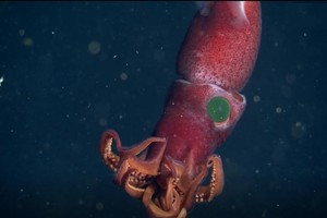 725 米深海現“草莓烏賊”