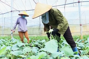 農民採用改良、先進種植技術，有效提高產量與 改善收入，對減貧工作作出積極貢獻。