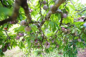 （示意圖源：互聯網）