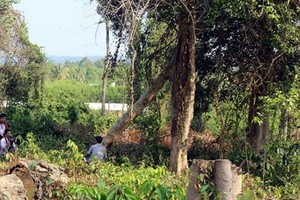 （示意圖源：互聯網）